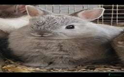 Netherland Dwarf rabbits for sale: 8 week old grey/silver Netherland dwarf female - Image 6