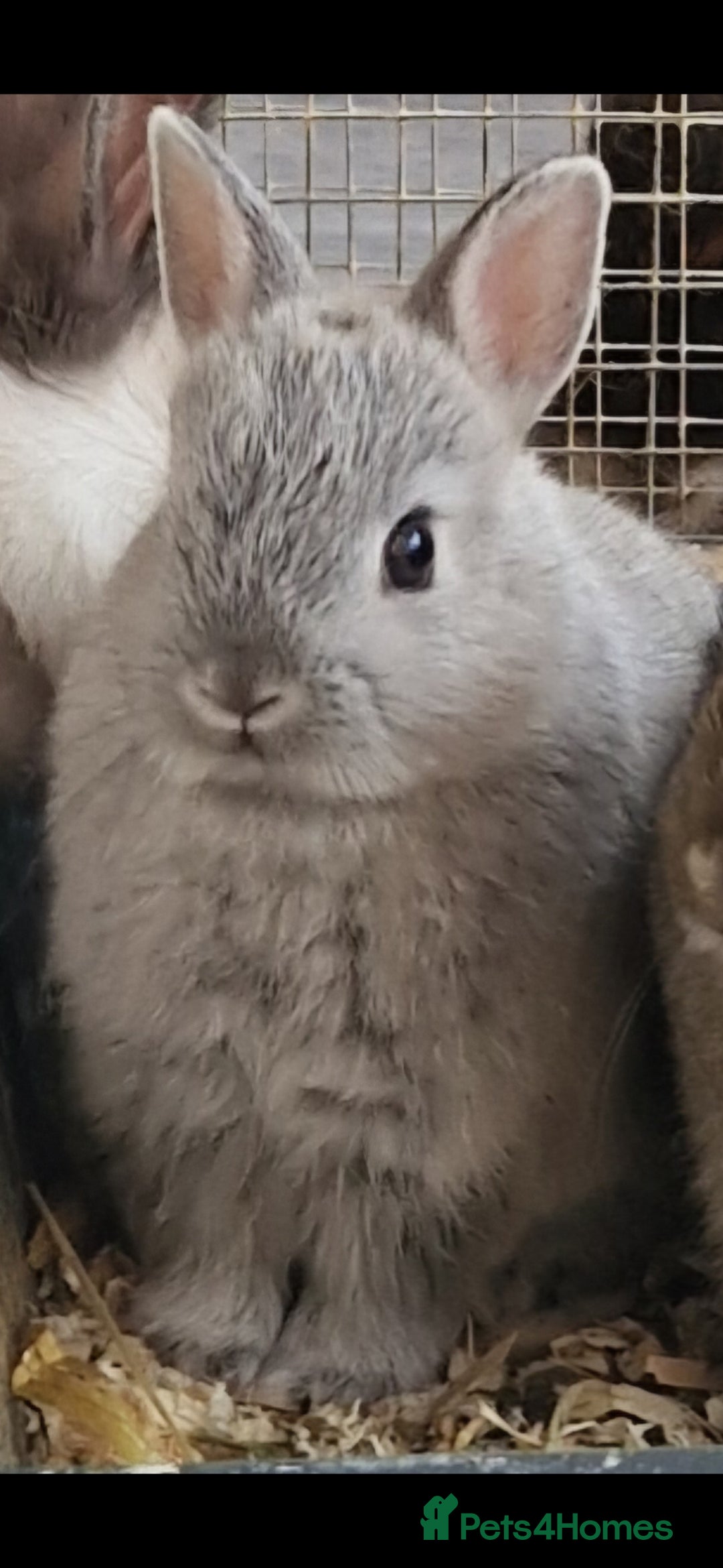 Netherland Dwarf rabbits for sale: 8 week old grey/silver Netherland dwarf female - Image 6