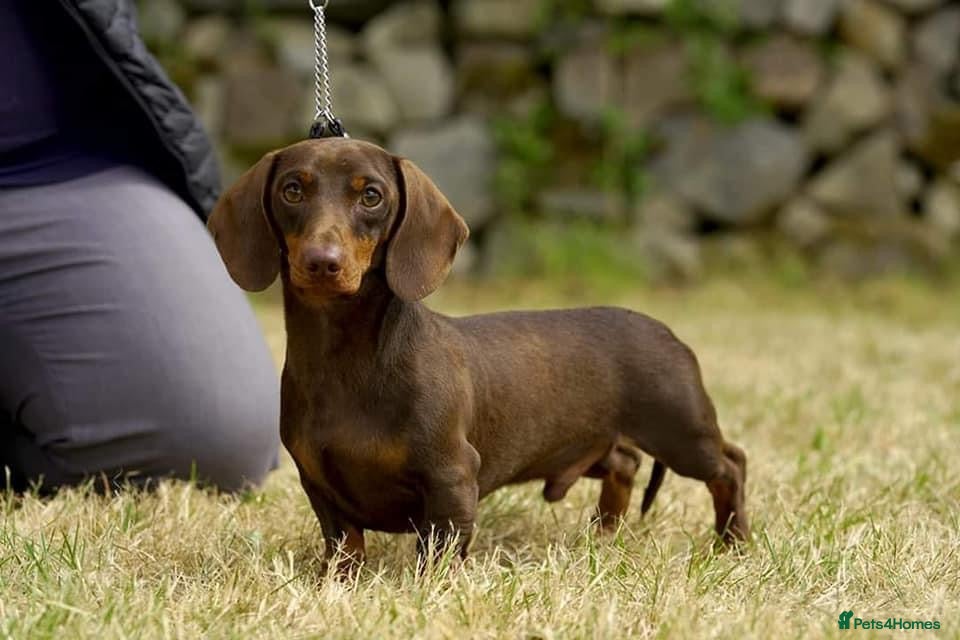 Miniature Dachshund dogs PRA Clear Choc & Tan For Stud!!! - Advert 1