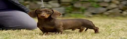Miniature Dachshund dogs for stud: PRA Clear Choc & Tan For Stud!!! - Advert 1