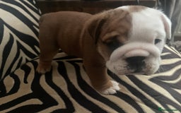 English Bulldog dogs for sale: 2 Beautiful Red & White English Bulldogs - Image 15