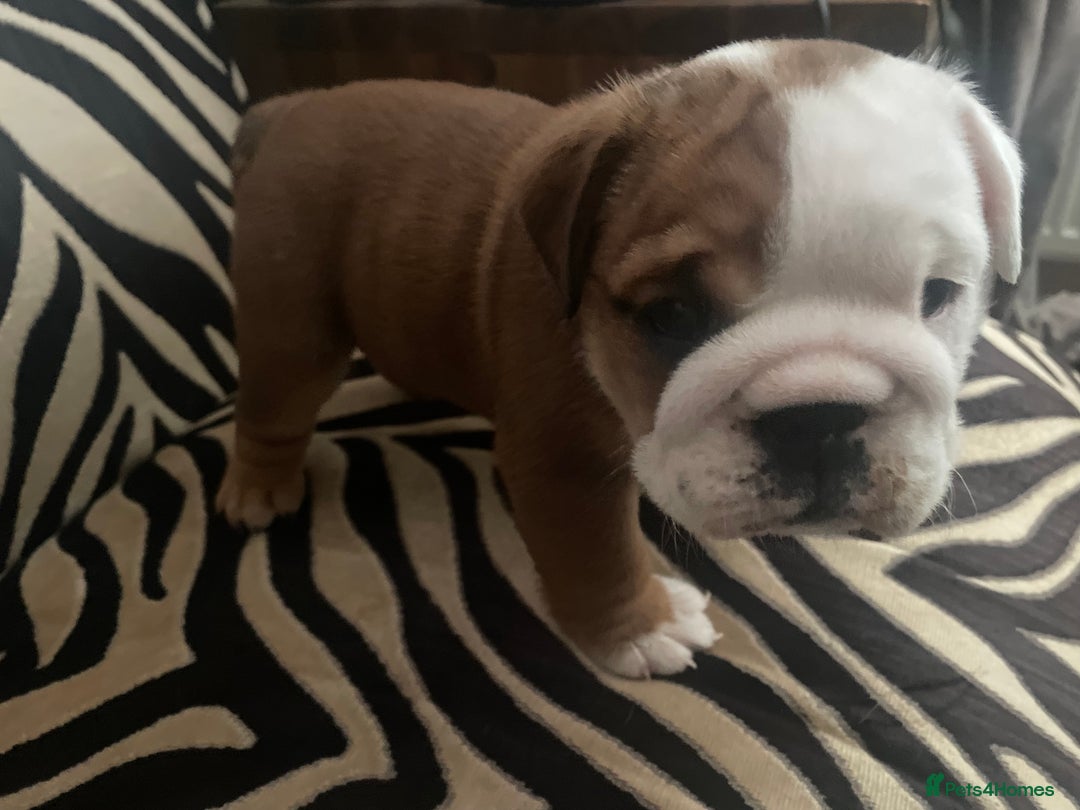 English Bulldog dogs for sale: 2 Beautiful Red & White English Bulldogs - Image 15