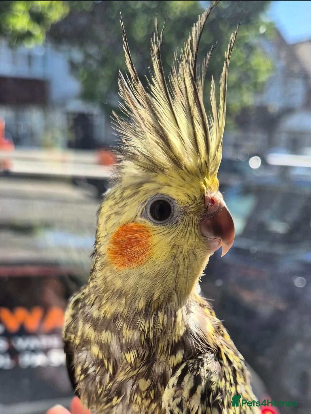 Cockatiels birds Beautiful Female Cockatiel  - Advert 1