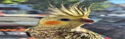 Cockatiels birds for sale: Beautiful Female Cockatiel  in Greenford - Advert 1
