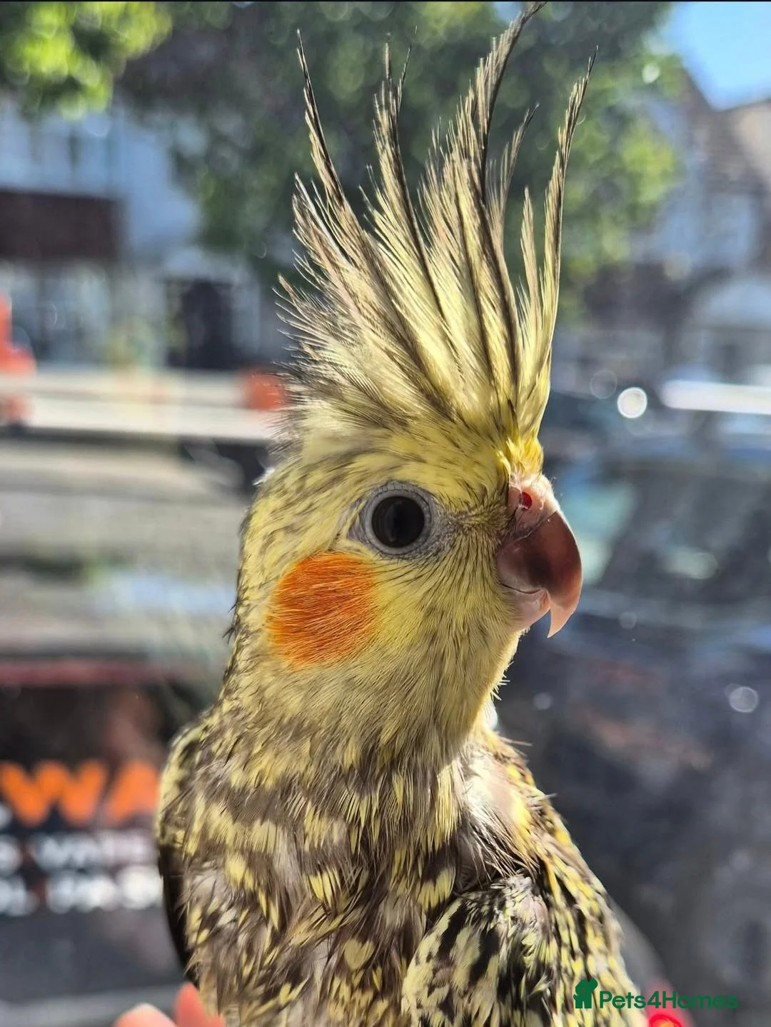Cockatiels birds for sale: Beautiful Female Cockatiel  in Greenford - Advert 1