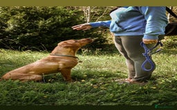 Labrador Retriever dogs for sale: Last boy working labrador - Advert 2