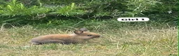 Netherland Dwarf rabbits for sale: New babies lionhead  - Advert 6