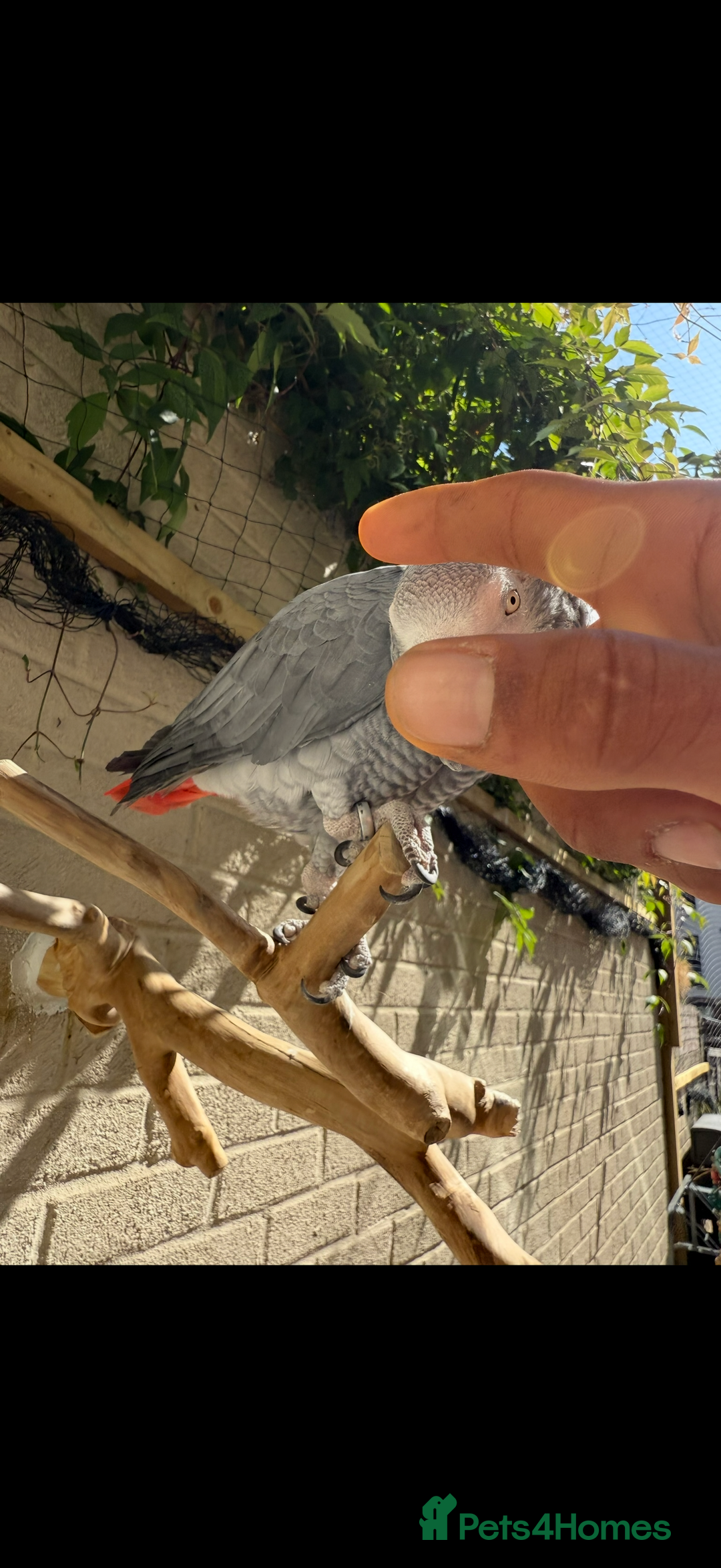 Parrots birds for sale: Friendly tame recall trained African grey  - Advert 5