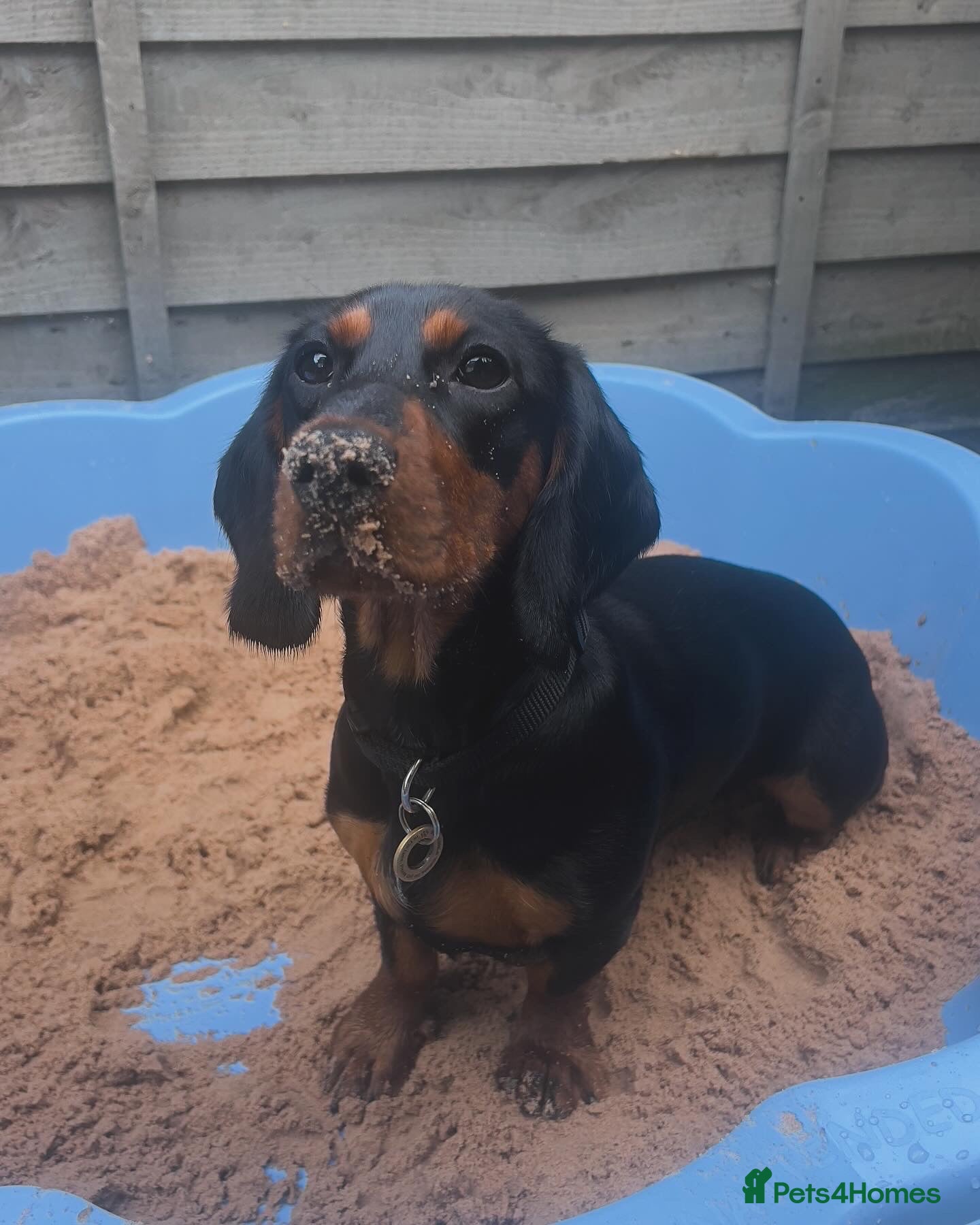 Mixed Breed dogs Dachshund cross Frenchie - Advert 1