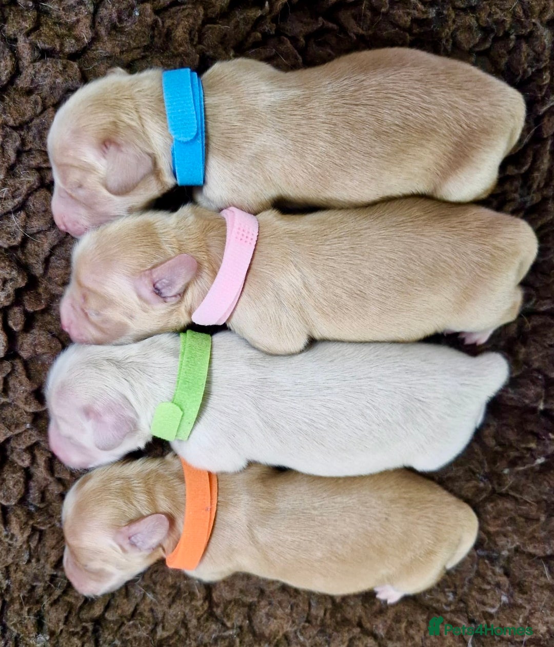 Miniature Dachshund dogs for sale: ⭐️CREAM LONG HAIRED KC/PRA CLR MINI DACHSHUNDS⭐️ - Image 4