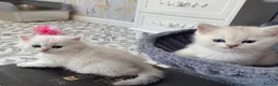 British Longhair cats for sale: SILVER CHINCHILLA GIRLS -HEALTH TESTED PARENTS - Advert 4