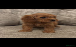 Cavapoo dogs for sale: F1 TOY CAVAPOO PUPPIES  - Image 5