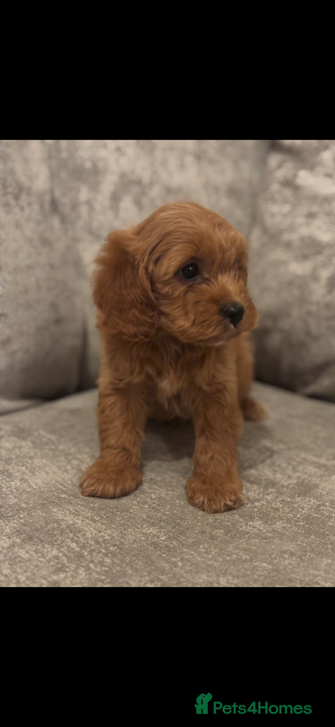 Cavapoo dogs for sale: F1 TOY CAVAPOO PUPPIES  - Image 5