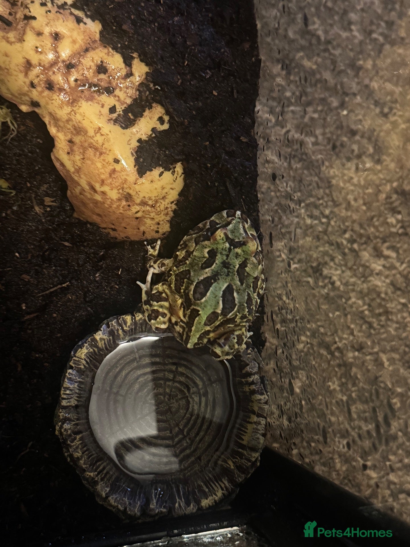 Frog reptiles Pac man frog and enclosure  - Advert 1