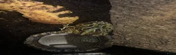Frog reptiles for sale: Pac man frog and enclosure  - Advert 1