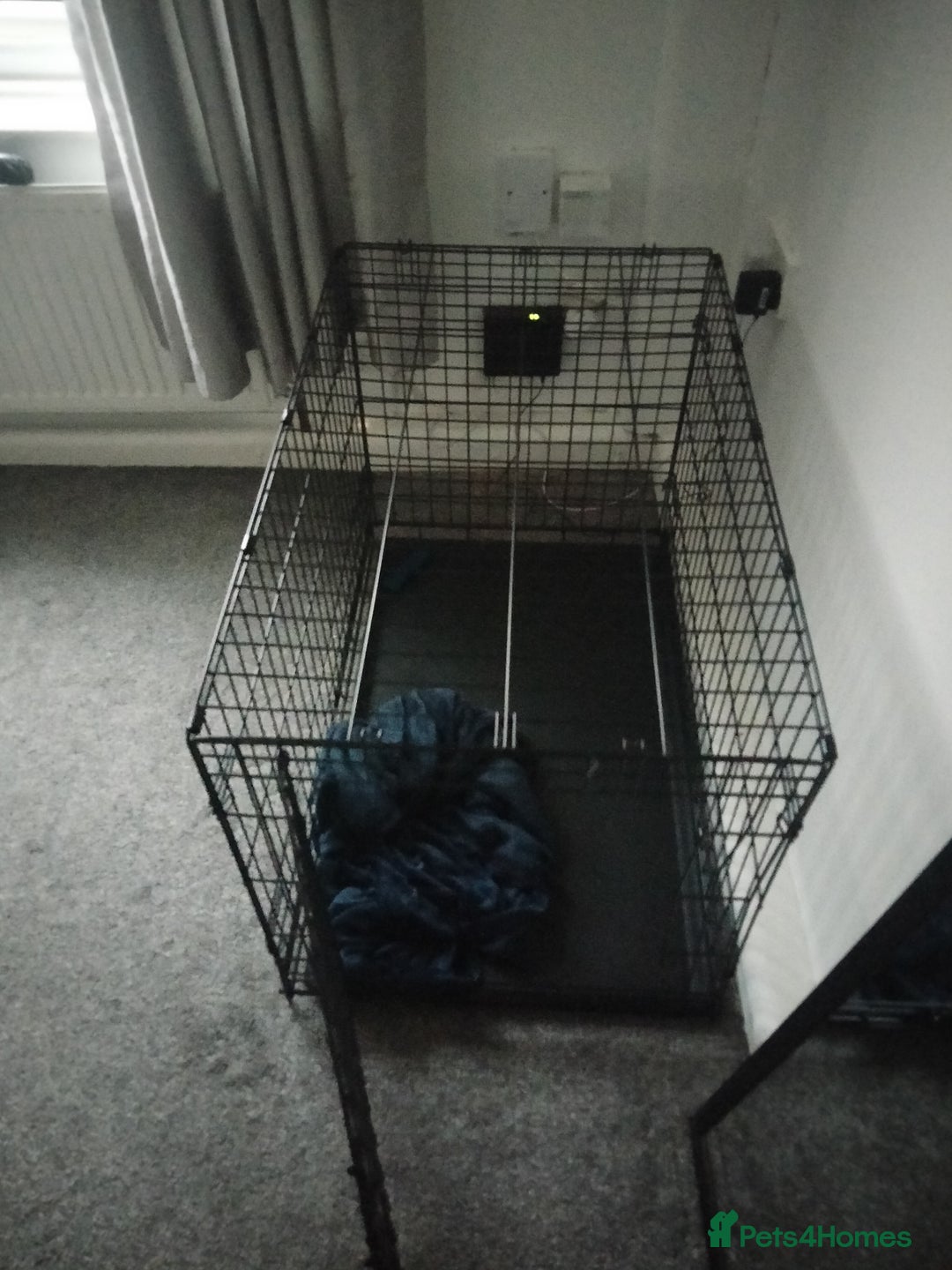 Mixed Breed dogs for sale: AMERICAN BULLDOG MIX FOR SALE ASAP - Image 11