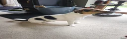 Jack Russell dogs for sale: Jack Russell puppies  - Advert 9
