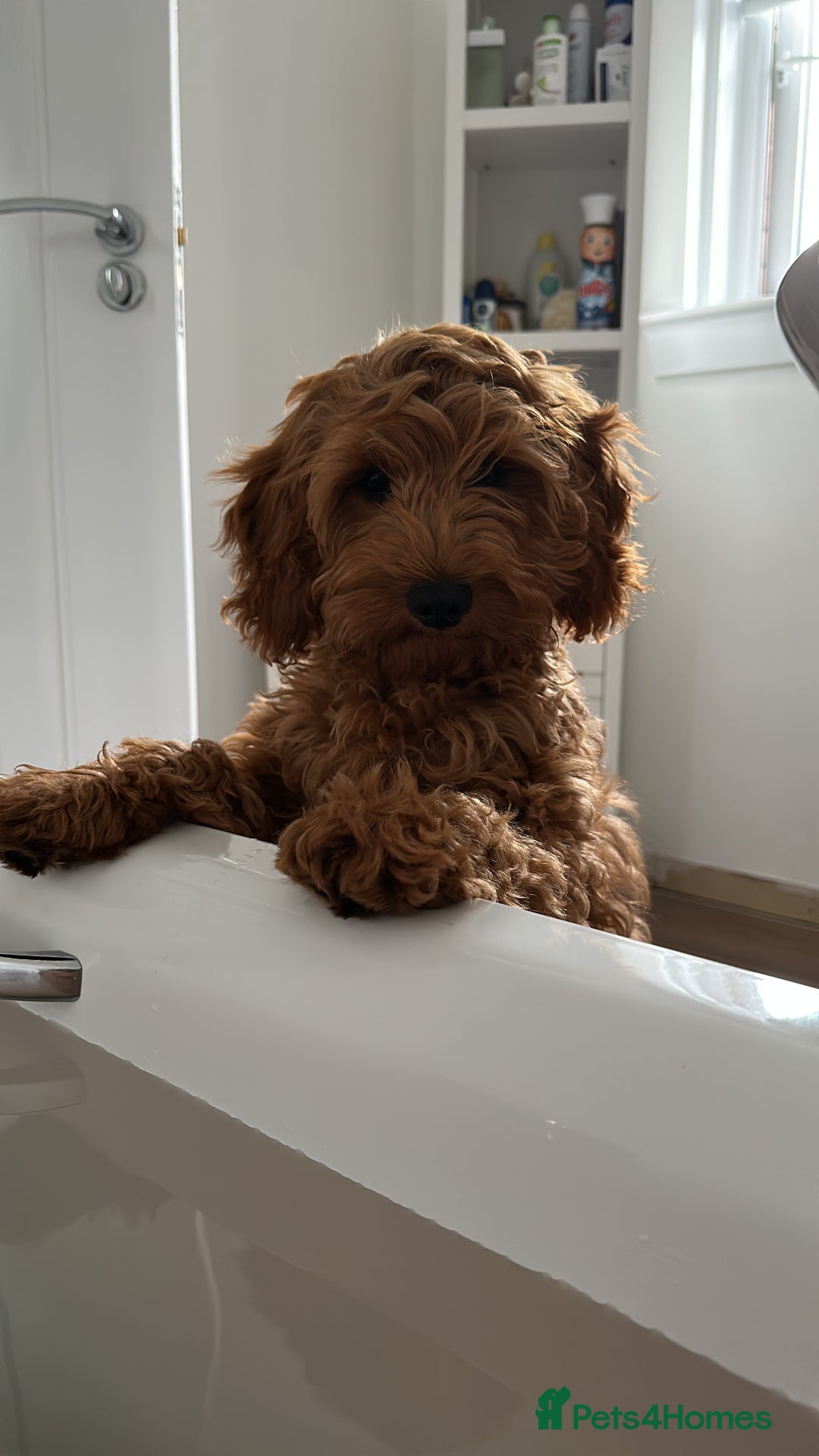 Cockapoo dogs for stud: Bear – DNA Tested Cockapoo Stud (Poodle-Dominant) - Advert 35