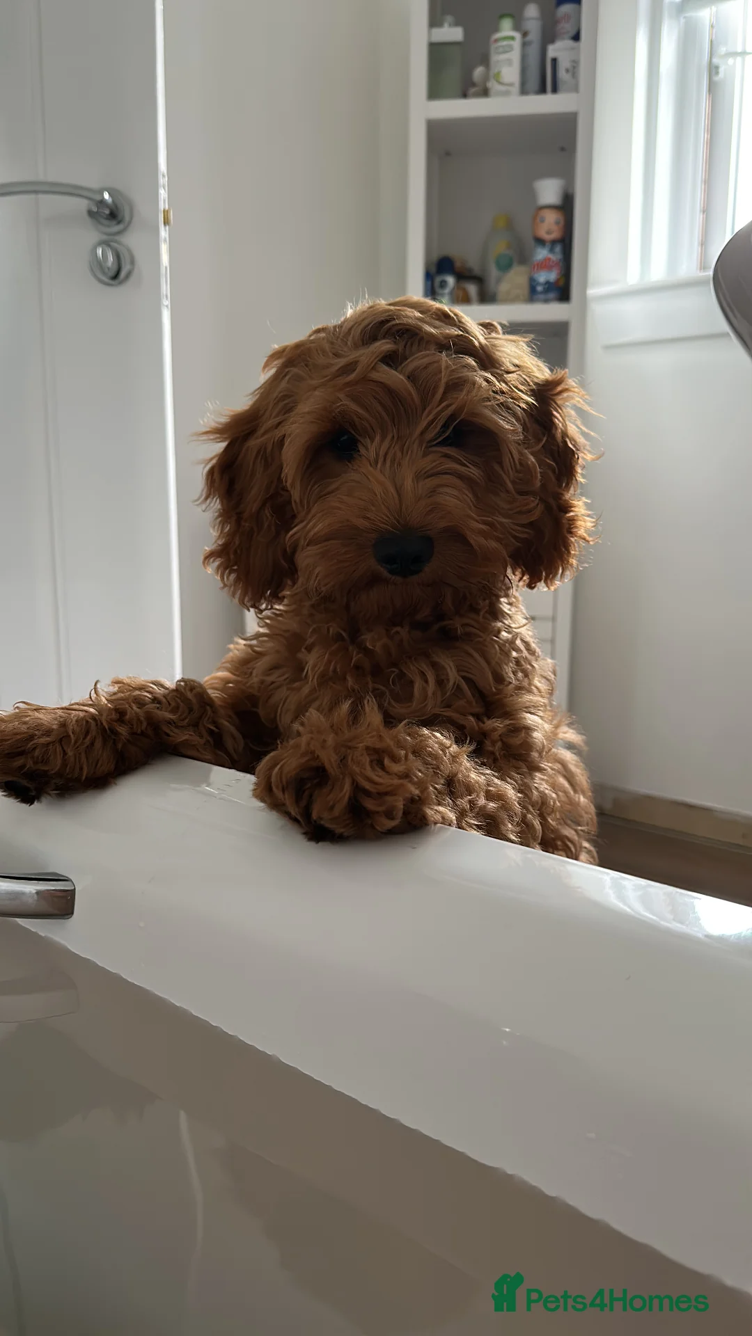 Cockapoo dogs for stud: STUD - DNA Tested Cockapoo (Poodle-Dominant) - Advert 36