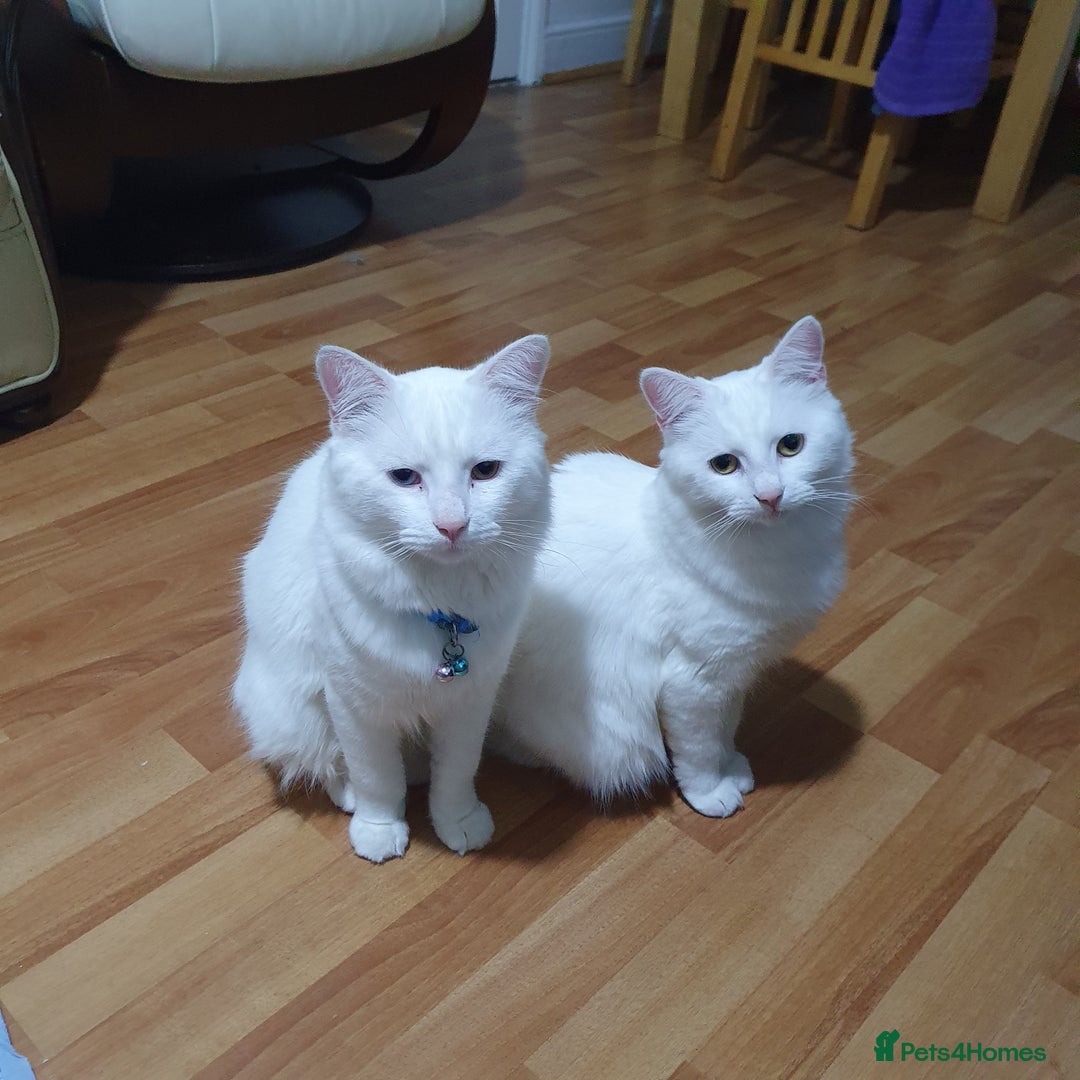 Turkish Angora cats for sale: Turkish angora 1 male 1 female  - Advert 1