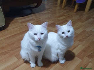 Turkish Angora cats Turkish angora 1 male 1 female - Advert 17