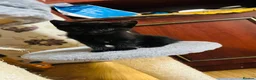 Domestic Shorthair cats for sale: Kitten for sale  - Advert 3