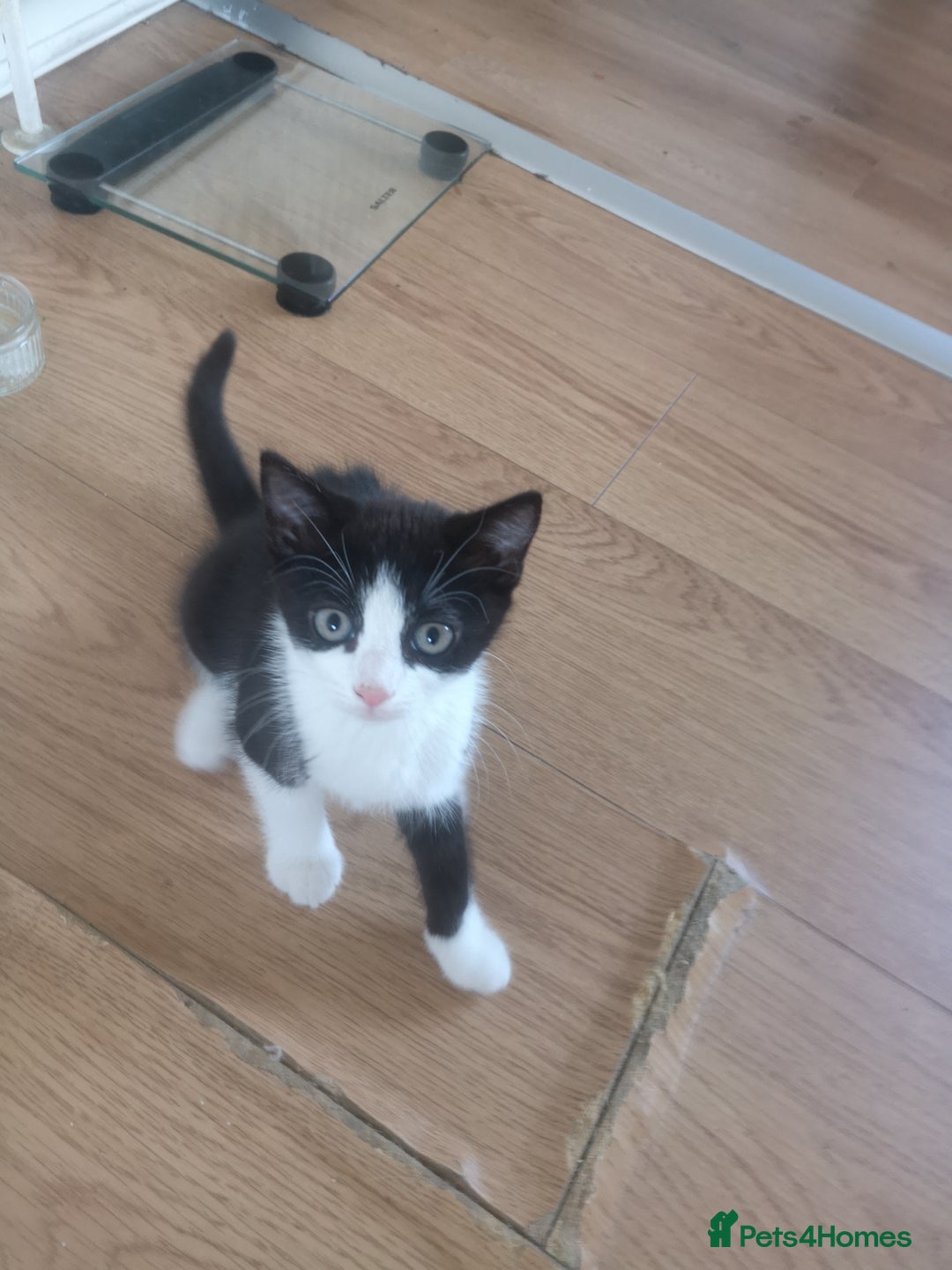 Mixed Breed cats for sale: 2 Beautiful kittens for sale - Advert 4