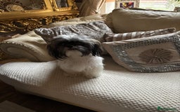 Shih Tzu dogs for sale: Shih Tzu puppies - Image 14