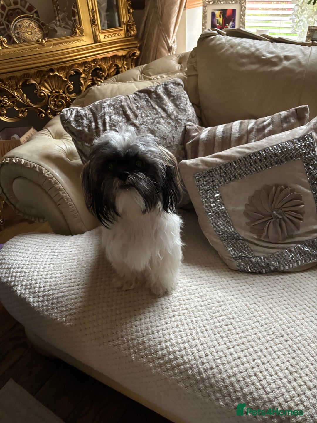 Shih Tzu dogs for sale: Shih Tzu puppies - Image 14