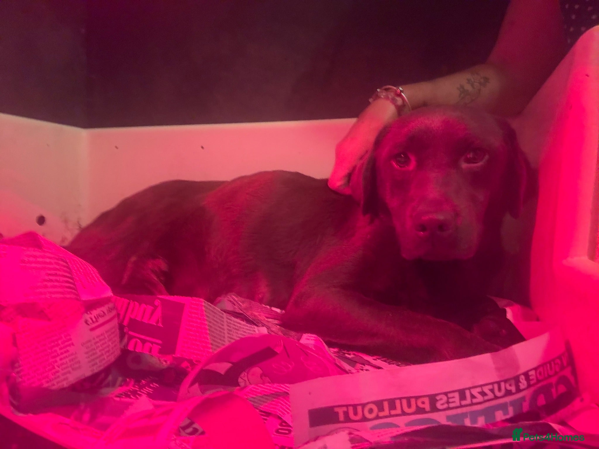 Cockerdor dogs Quality Chocolate Cockerdor Puppies - Advert 3