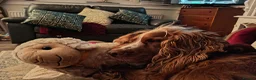 Cocker Spaniel dogs for stud: Red fox cocker  - Advert 3