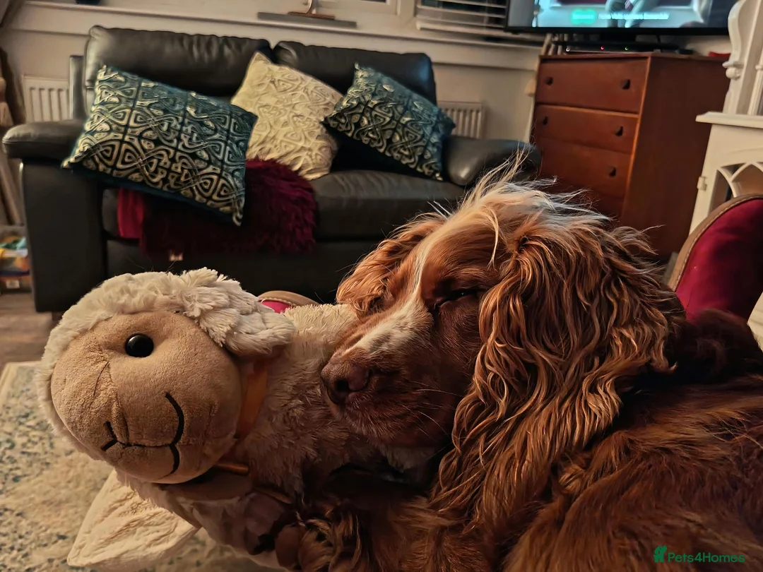 Cocker Spaniel dogs for stud: Red fox cocker in his prime - Advert 7