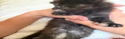 Maine Coon cats for sale: XL MAINE COON KITTENS UNIQUE COLOUR XL BLOODLINE - Advert 23