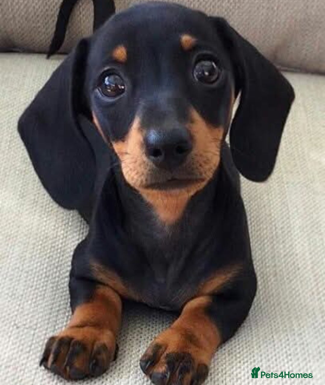 Cavachon dogs Adorable playful Cavachon x Dachshound pups - Advert 1