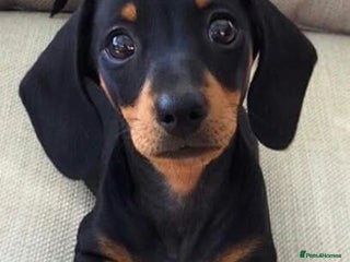 Cavachon dogs Adorable playful Cavachon x Dachshound pups - Advert 16