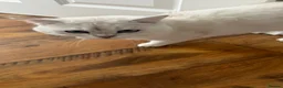 British Shorthair cats for sale: Silver tipped british shorthair - Advert 3