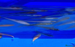 Koi Carp fish for sale: 2 to 4 inch Mixed Koi Carp Fry: young pond fish - Image 15