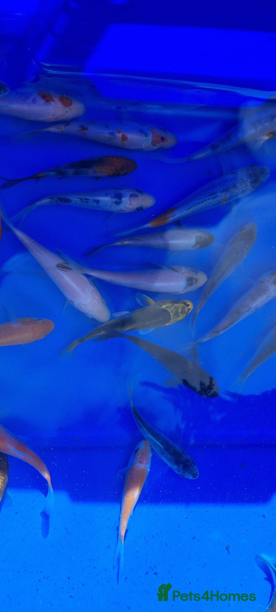 Koi Carp fish for sale: 2 to 4 inch Mixed Koi Carp Fry: young pond fish - Image 15