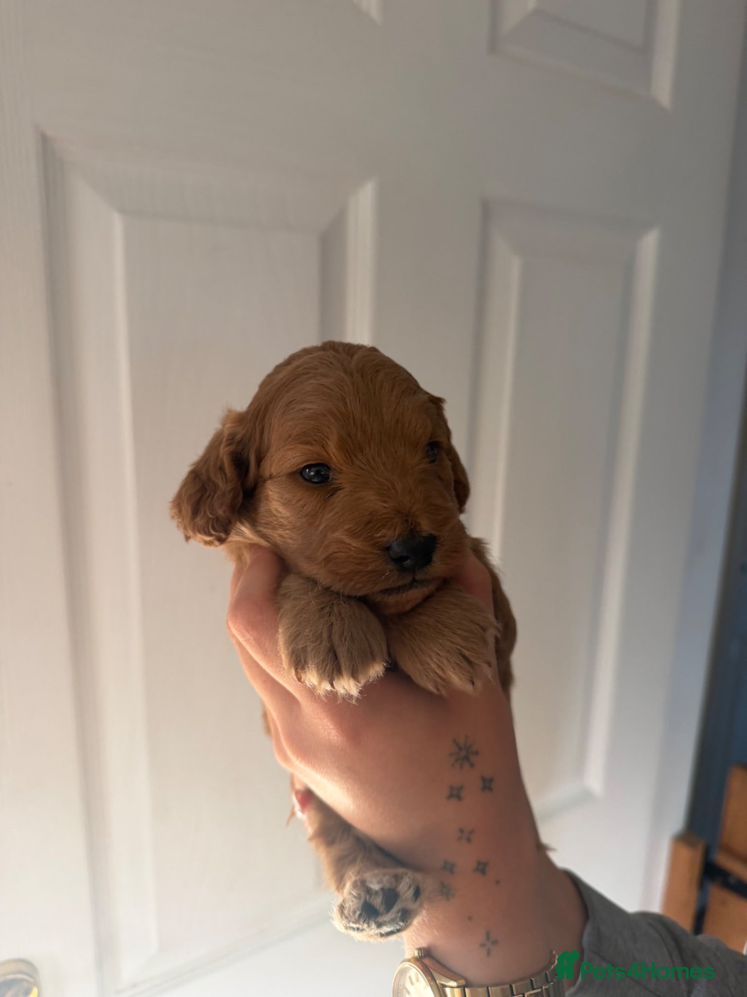 Cockapoo dogs for sale: Beautiful Cockapoo Puppies  - Advert 1