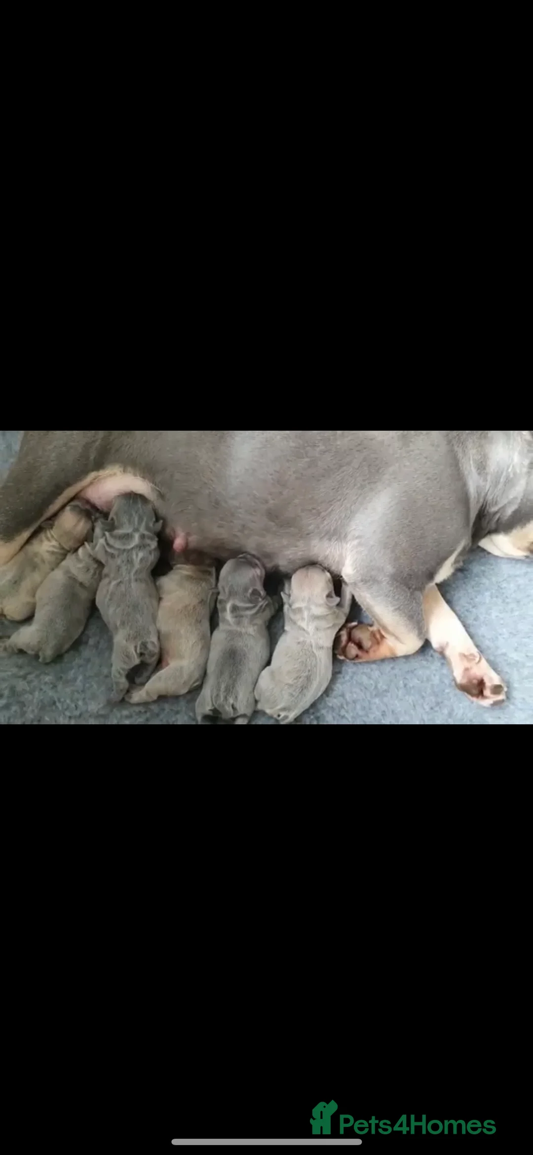 French Bulldog dogs for stud: Chunk Bright & Bubbly! in Leeds - Advert 16