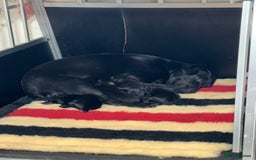 Patterdale Terrier dogs for sale: Strong and sturdy patterdale puppies  - Image 10