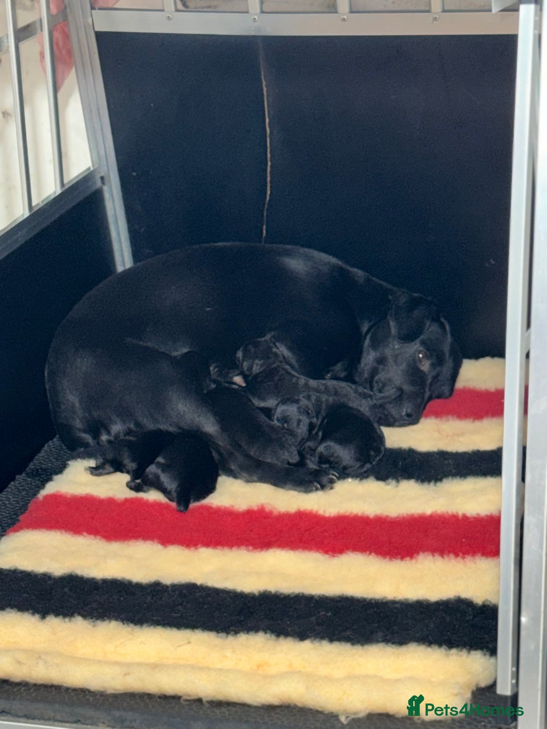 Patterdale Terrier dogs for sale: Strong and sturdy patterdale puppies  - Image 10