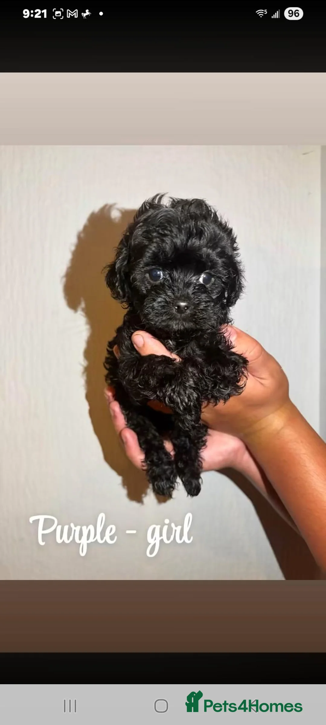 Shihpoo dogs for sale: Shihpoo puppies in Wednesbury - Advert 1