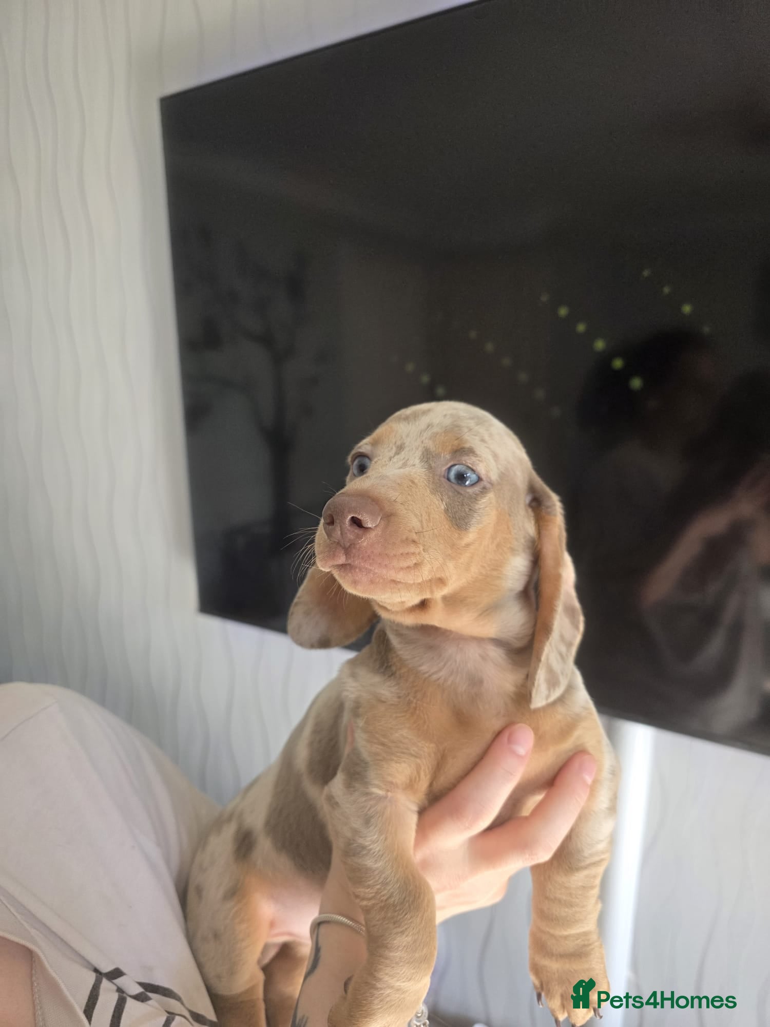 Miniature Dachshund dogs for sale: Stunnung miniature Dachshund  in Slough - Advert 3