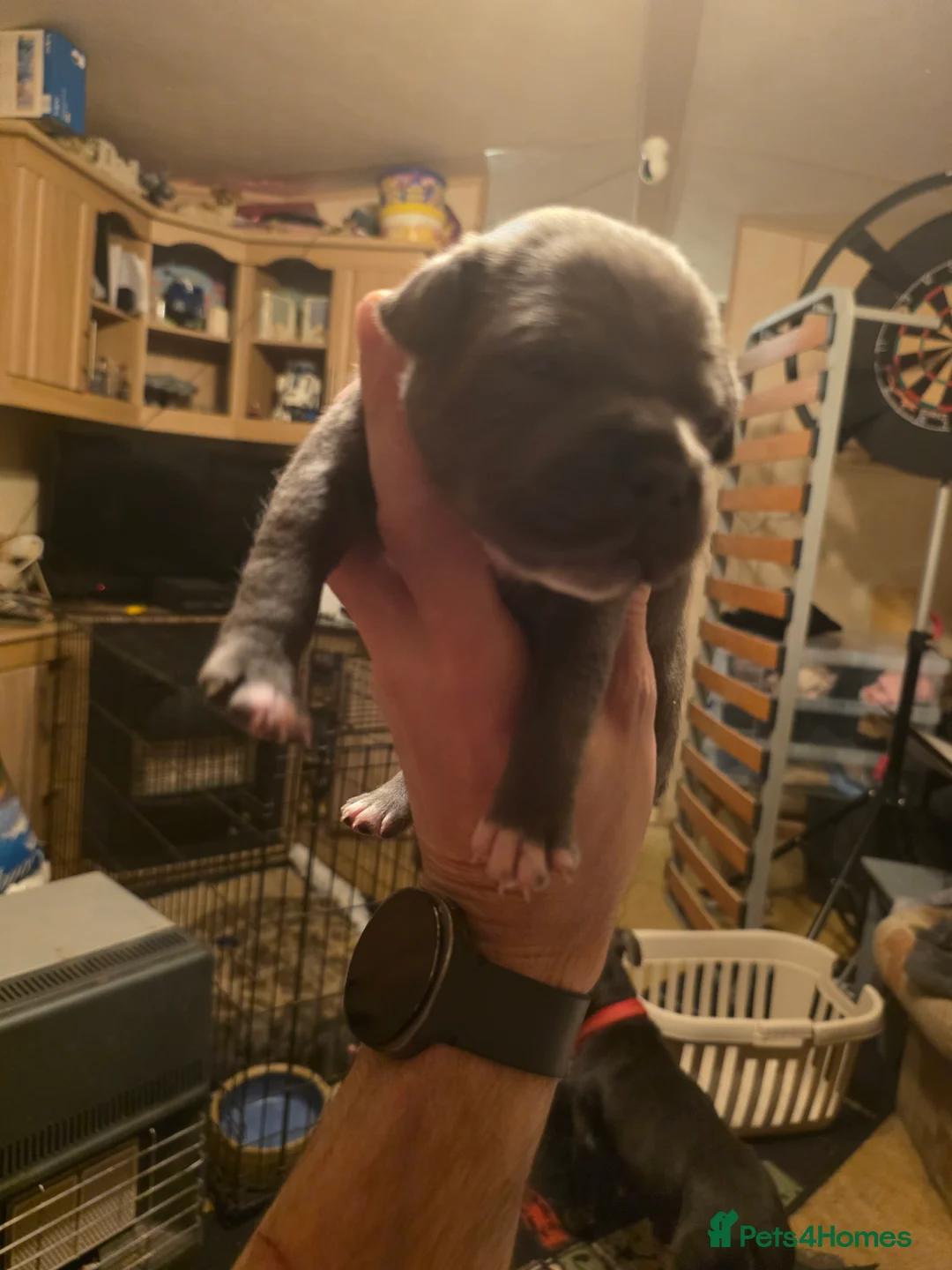 Staffordshire Bull Terrier dogs for sale: Blue Staffordshire Bull Terrier - Advert 13