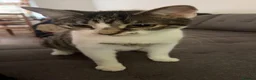 Mixed Breed cats for sale: 4 kittens available in Stockport - Advert 8