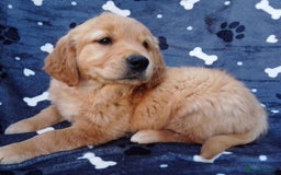 Golden Retriever dogs for sale: Golden retriever puppies extensively health tested - Image 4