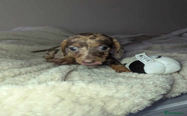 Miniature Dachshund dogs - Advert 8