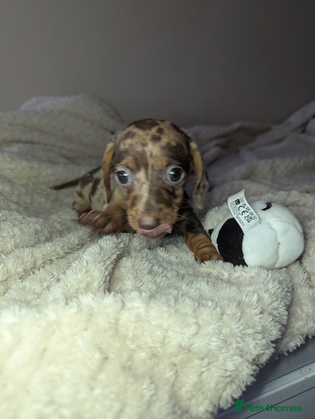 Miniature Dachshund dogs for sale: Miniature dachshund puppies  - Image 1