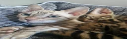 Bengal cats for sale: TICA Genetic Health Tested Kittens - Advert 30